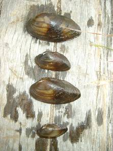 Swollen River Mussels