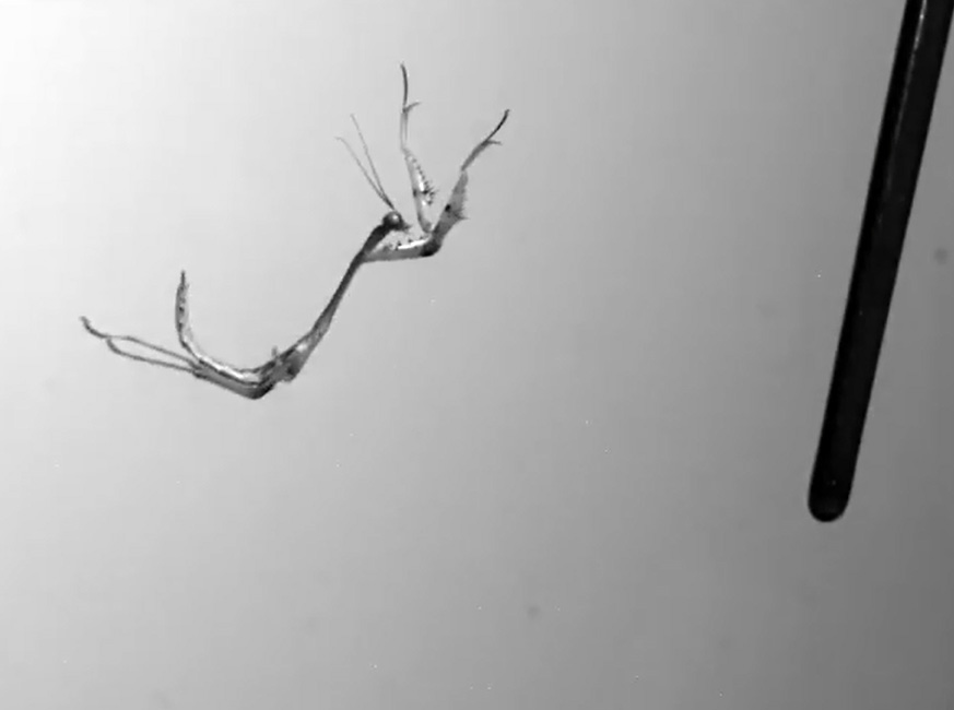 Praying Mantis