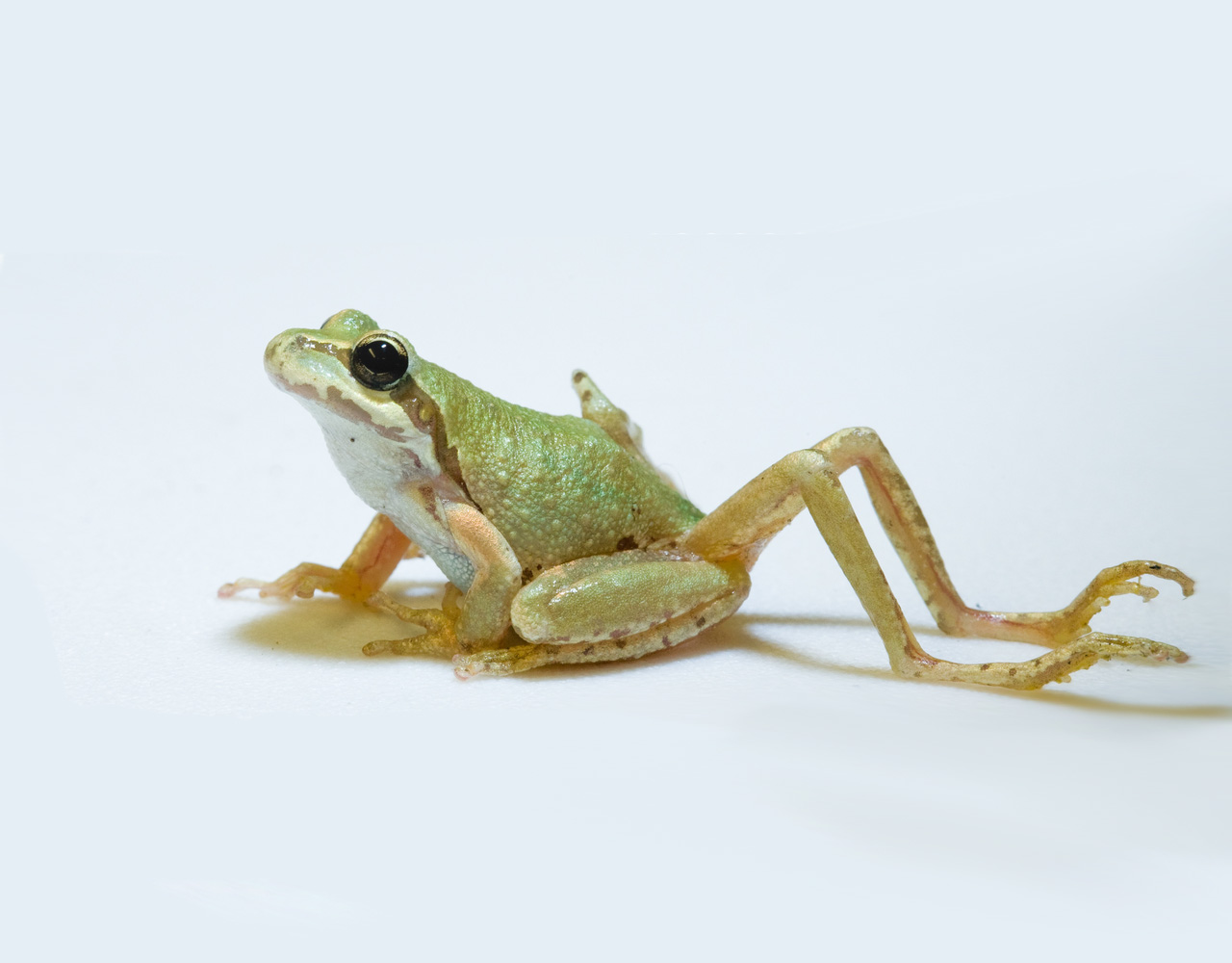 Chorus frog with parasite-induced limb malformation.