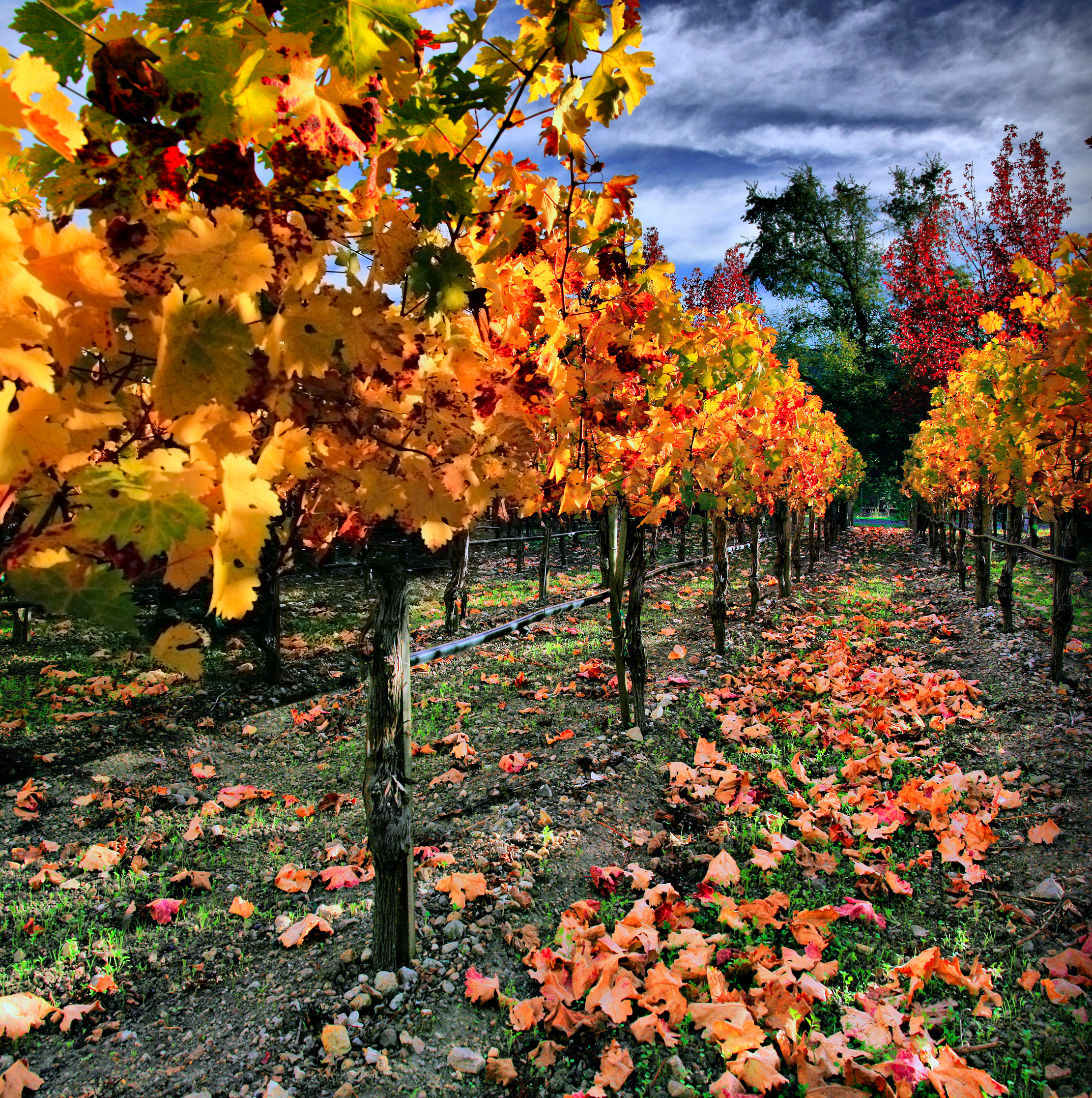 Autumnal Vineyard in Napa Valley