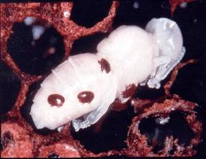 Vorroa mite