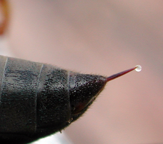Wasp sting with venom