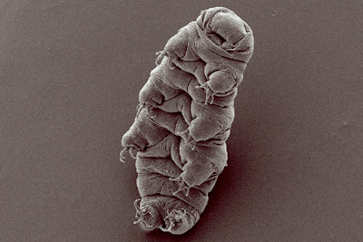Water bear (tardigrade)
