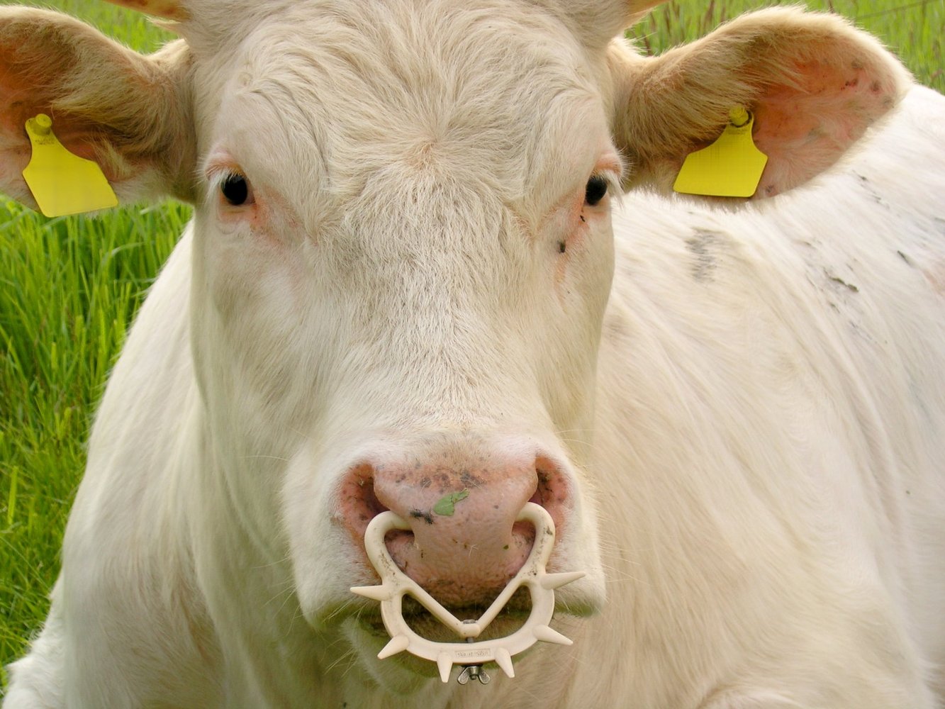 Bos taurus with a nose ring of the type that is used to wean calves. Family: Bovidae. Location: Münster, NRW, Germany