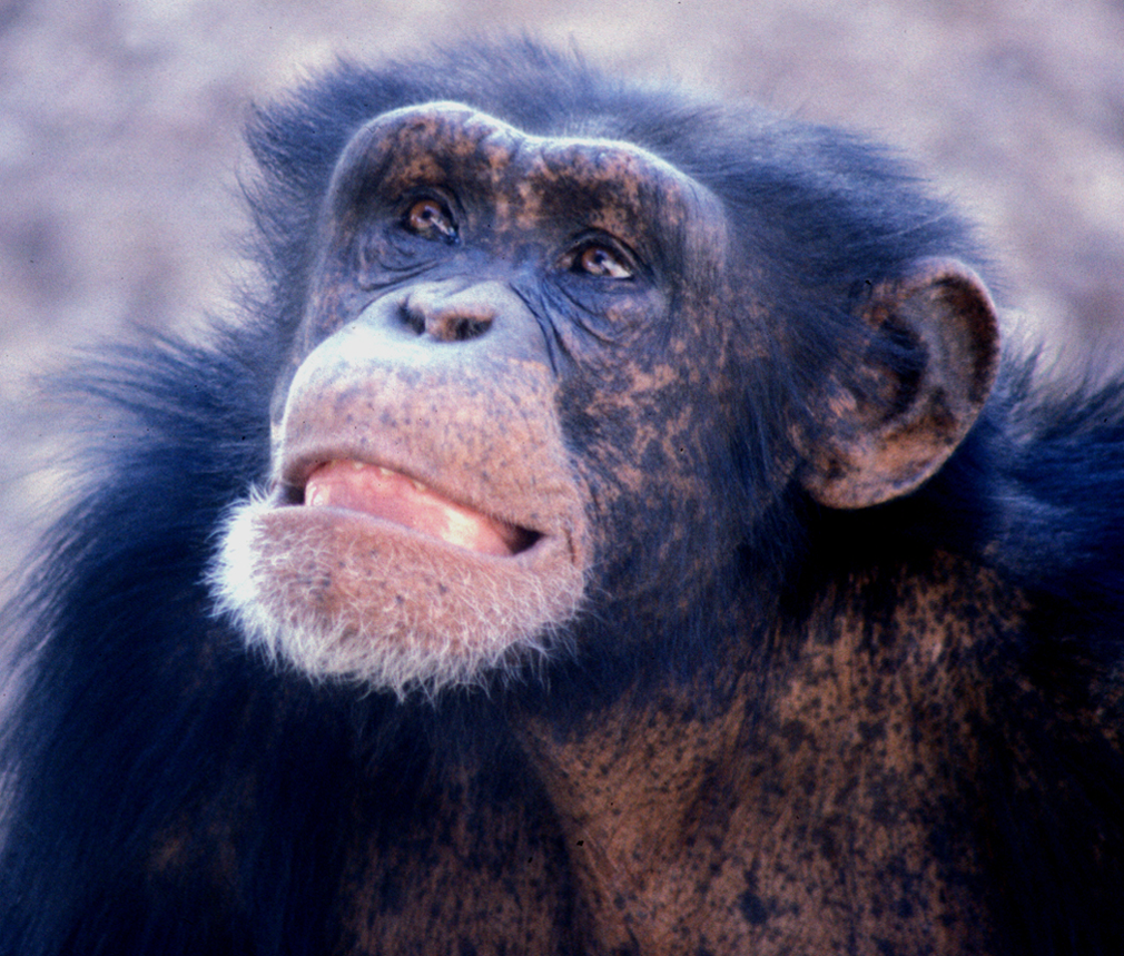 Young Male Chimp