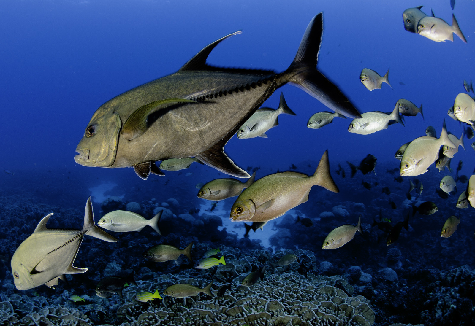 Pitcairn Island fish 1, Enric Sala, National Geographic