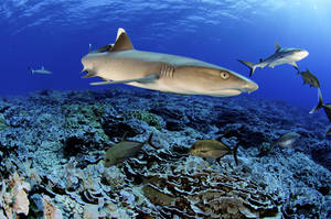 Pitcairn Island fish 2, Enric Sala, National Geographic