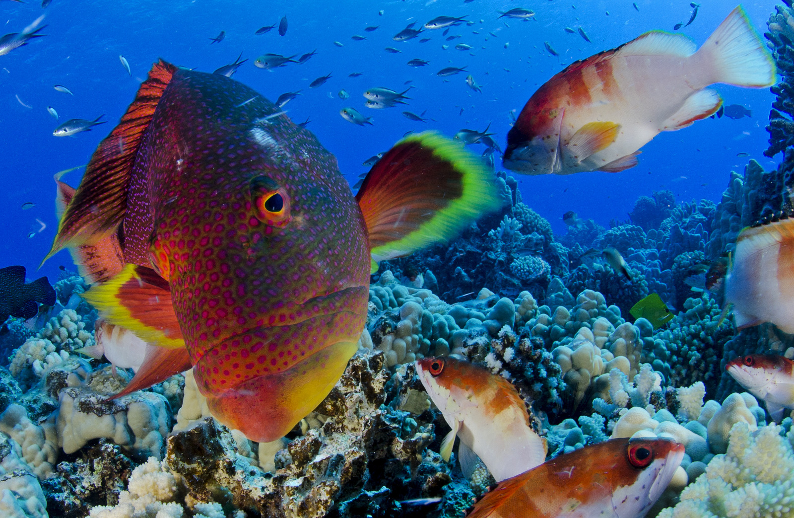 Pitcairn Island Fish 3, Enric Sala, National Geographic