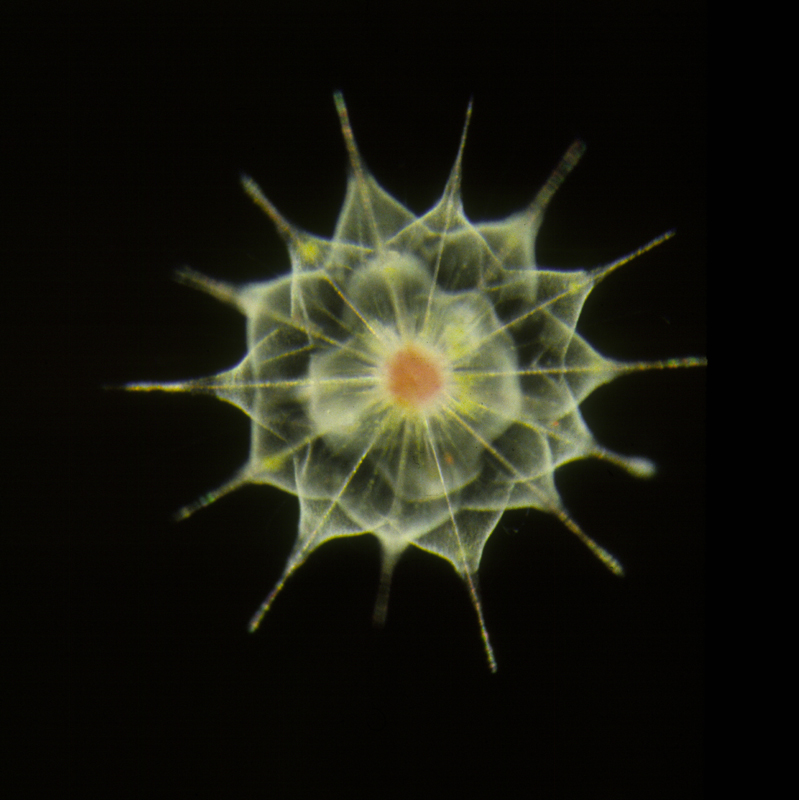 Acantharian