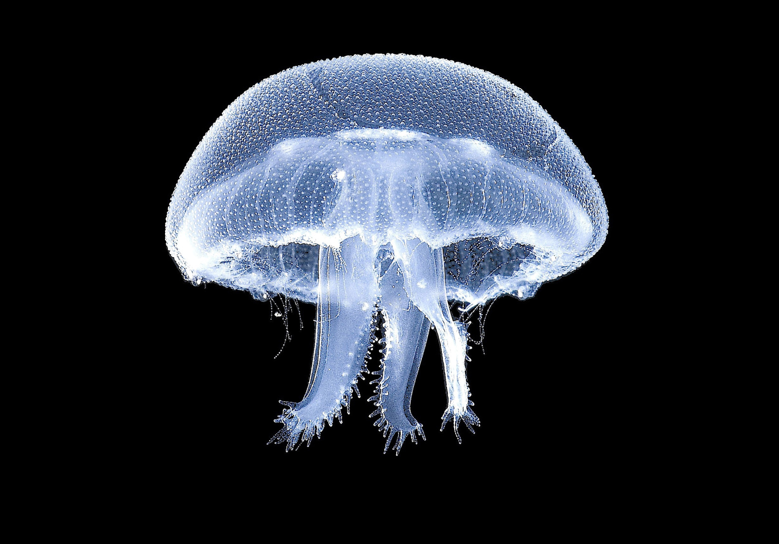 Moon jellyfish, Gijón Aquarium. Photograph by Julio Arrontes.
