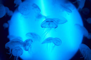 Shoal of jellyfish in aquarium