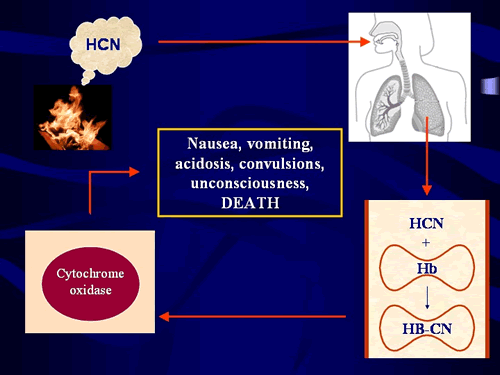 Figure 1: The effects of cyanide within the body. Hydrogen cyanide gas (HCN) is inhaled and locks onto haemoglobin, the oxygen-carrying molecule in red blood cells (bottom right). It is then distributed via the bloodstream to cells throughout the body where it binds to an important metabolic enzyme called cytochrome oxidase (bottom left), preventing cells from using oxygen to produce energy. In this way cyanide effectively chemically asphyxiates the body.