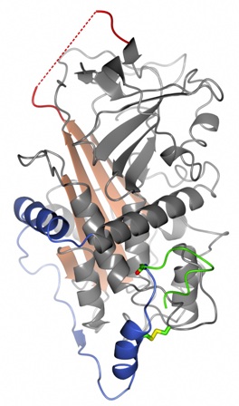 angiotensinogen