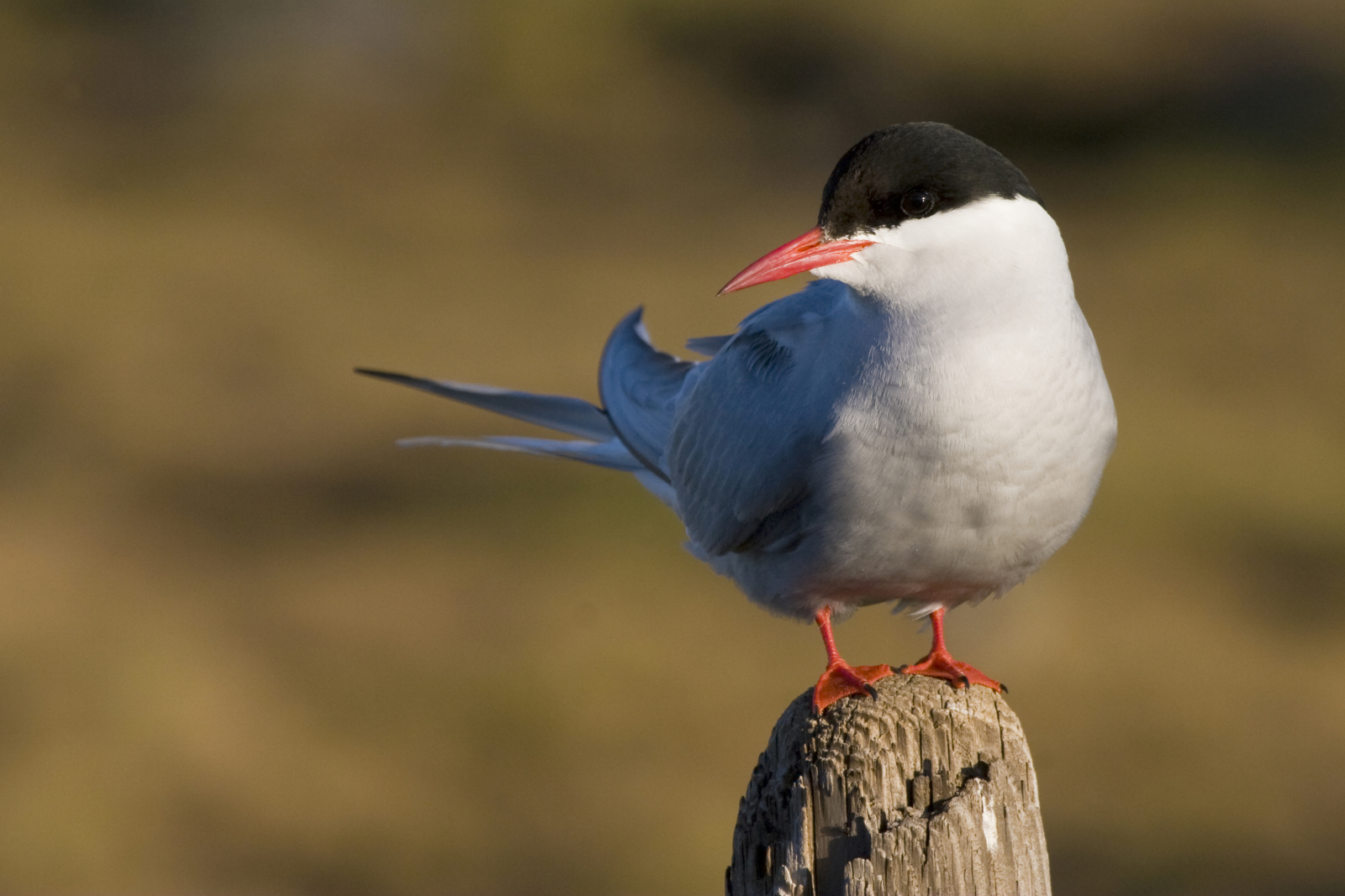 Arctic tern
