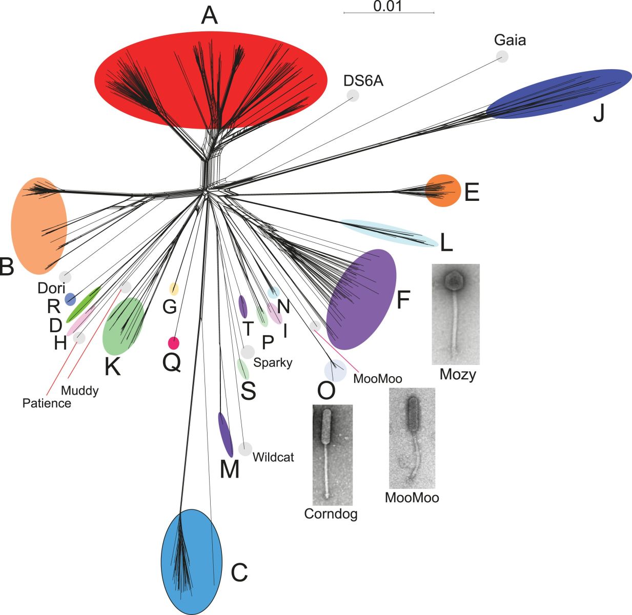 Bacteriophage Genomics