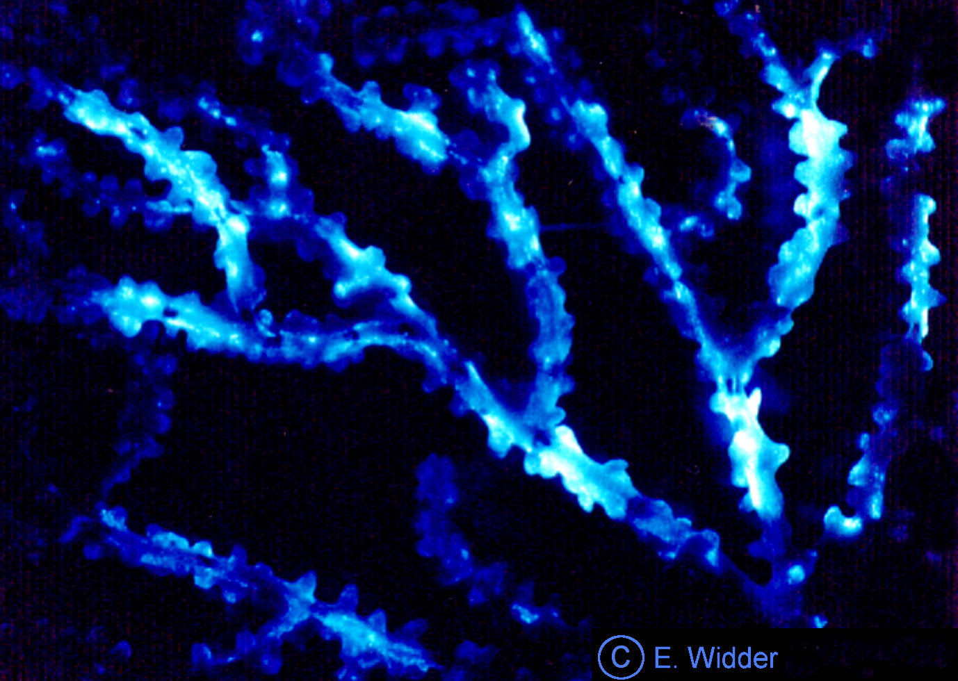 Bioluminescent bamboo coral