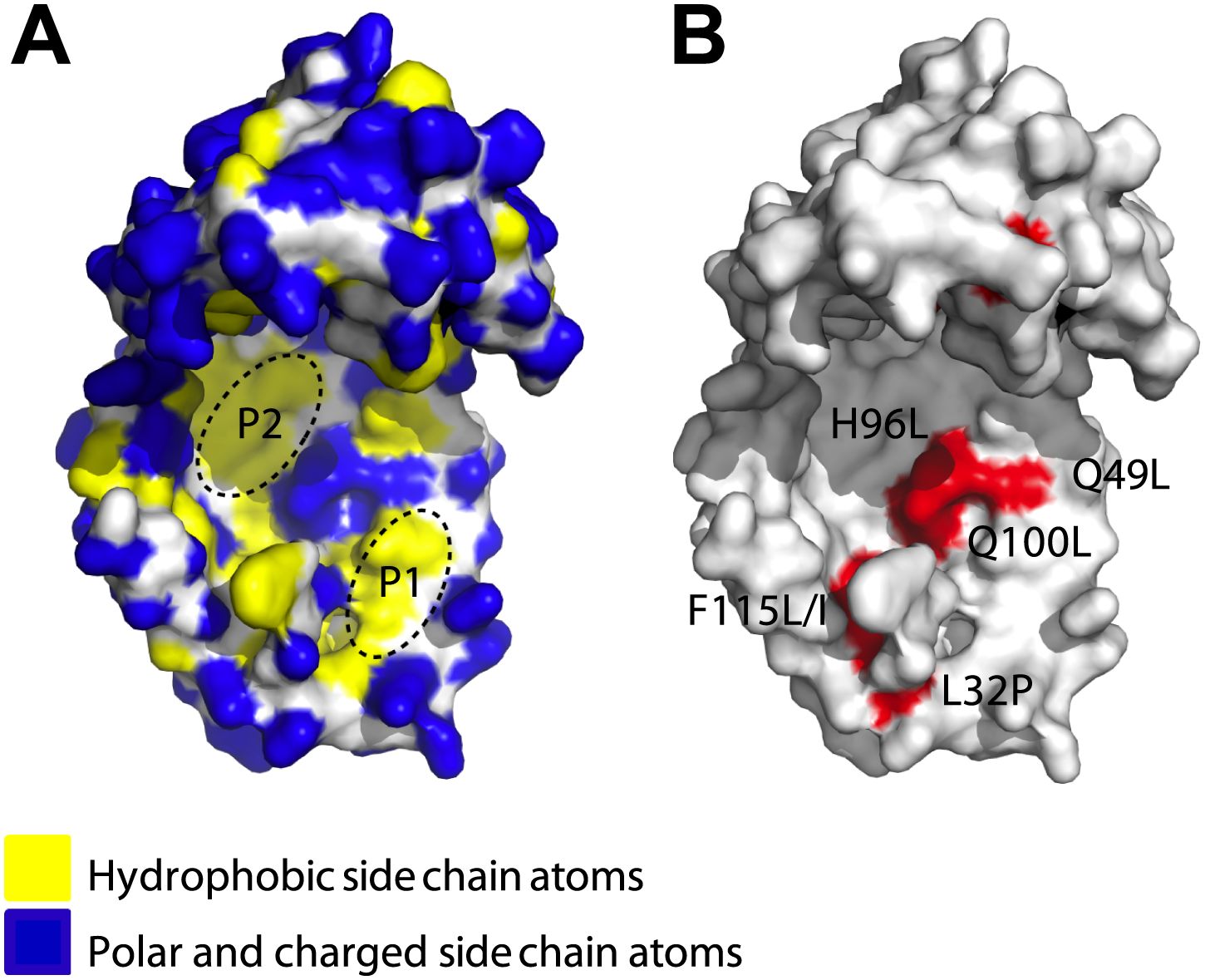 Spy chaperone protein