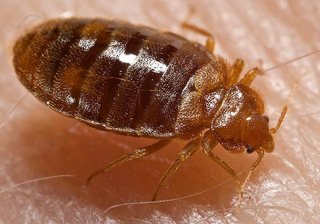Bed bug: Cimex lectularius