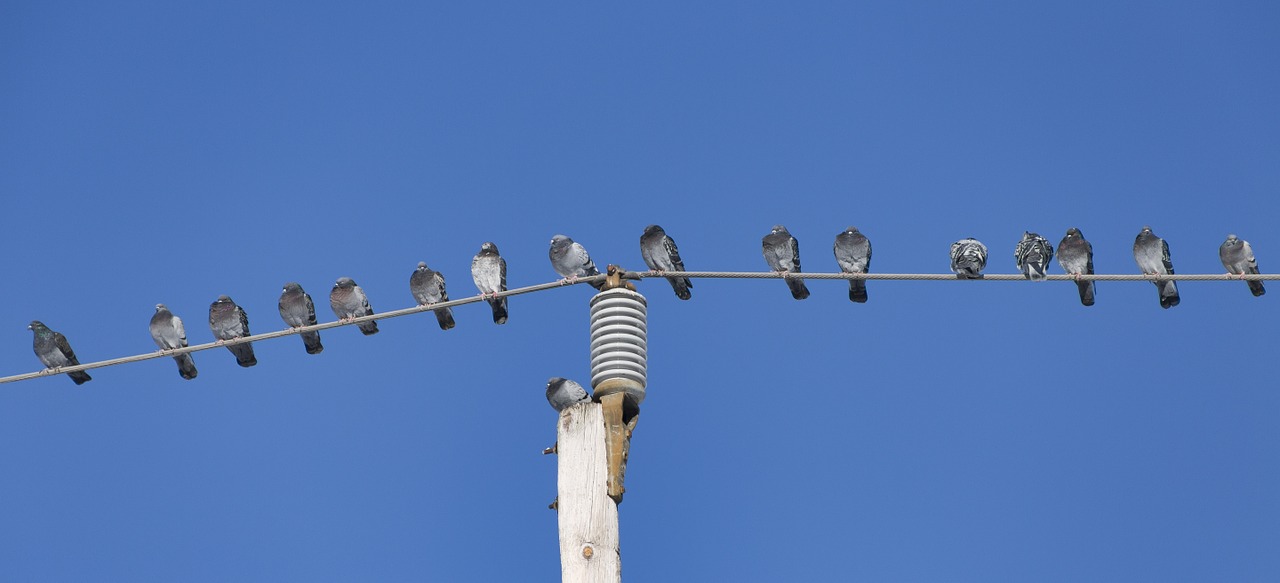 Birds on wire