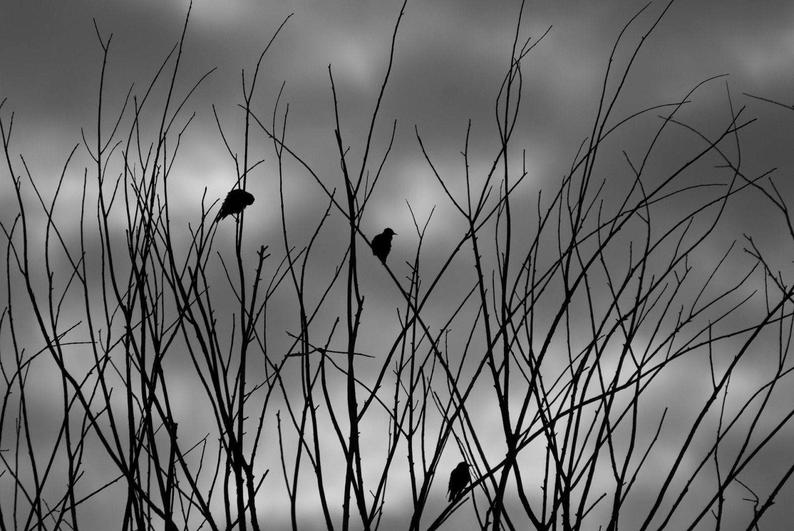 Spooky birds