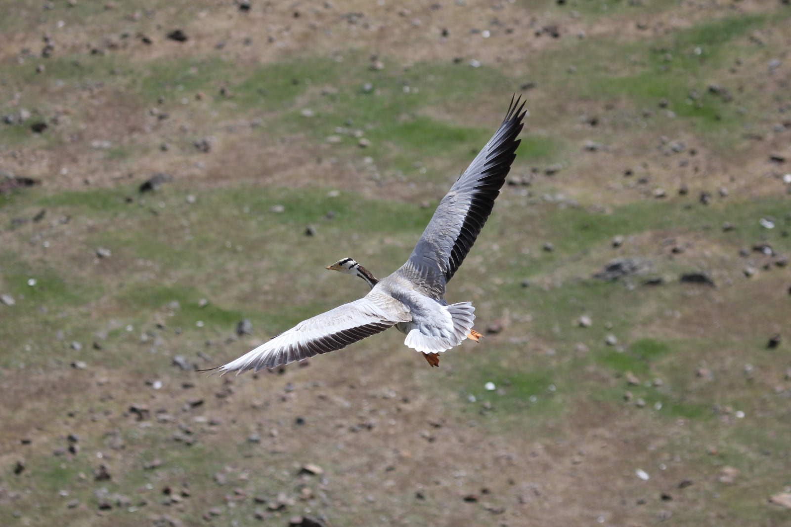 Bar-headed goose flying low