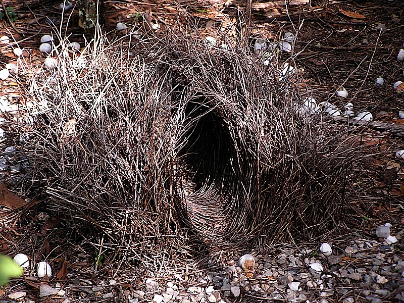 Great Bowerbird bower