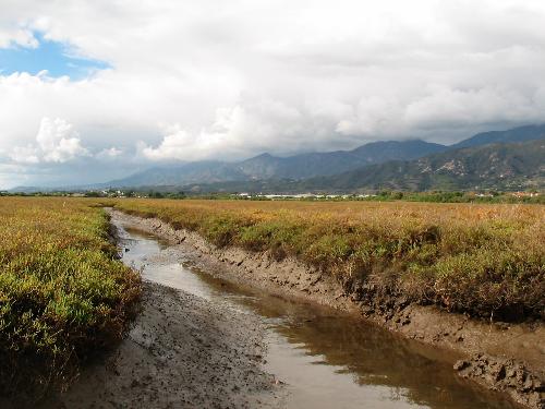 Salt Marsh