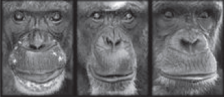 Chimpanzee faces