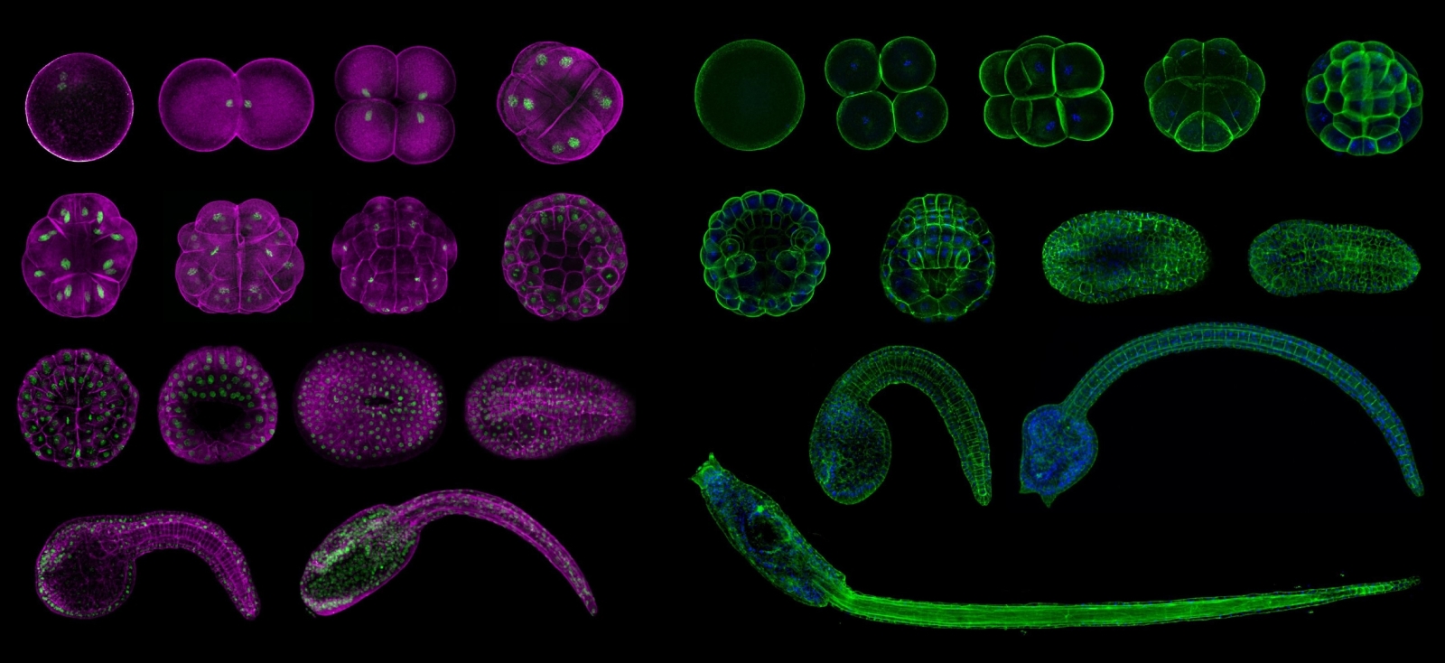 Gene regulation in seasquirts