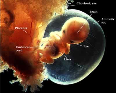 A developing baby suspended within the amnion and linked to the placenta (left) via the umbilical cord. Image © ADAM 