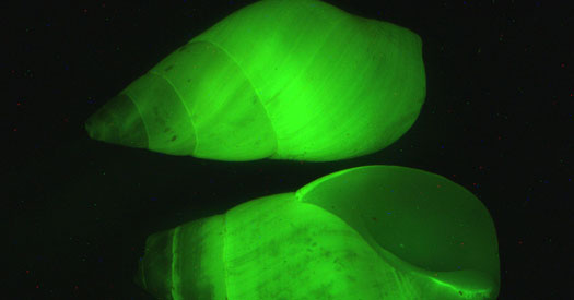 Hinea brasiliana
