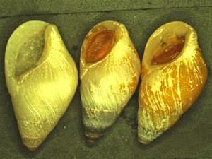 Hinea brasiliana
