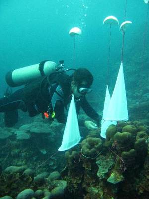 Setting up a coral spawning trap