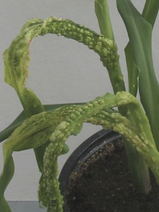 The pathogen that causes corn smut in maize employs a sophisticated strategy to increase its virulence.