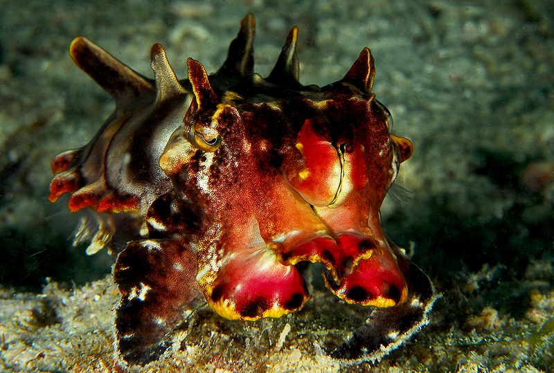 Cuttlefish