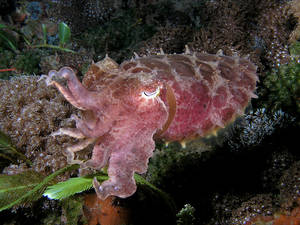 Cuttlefish