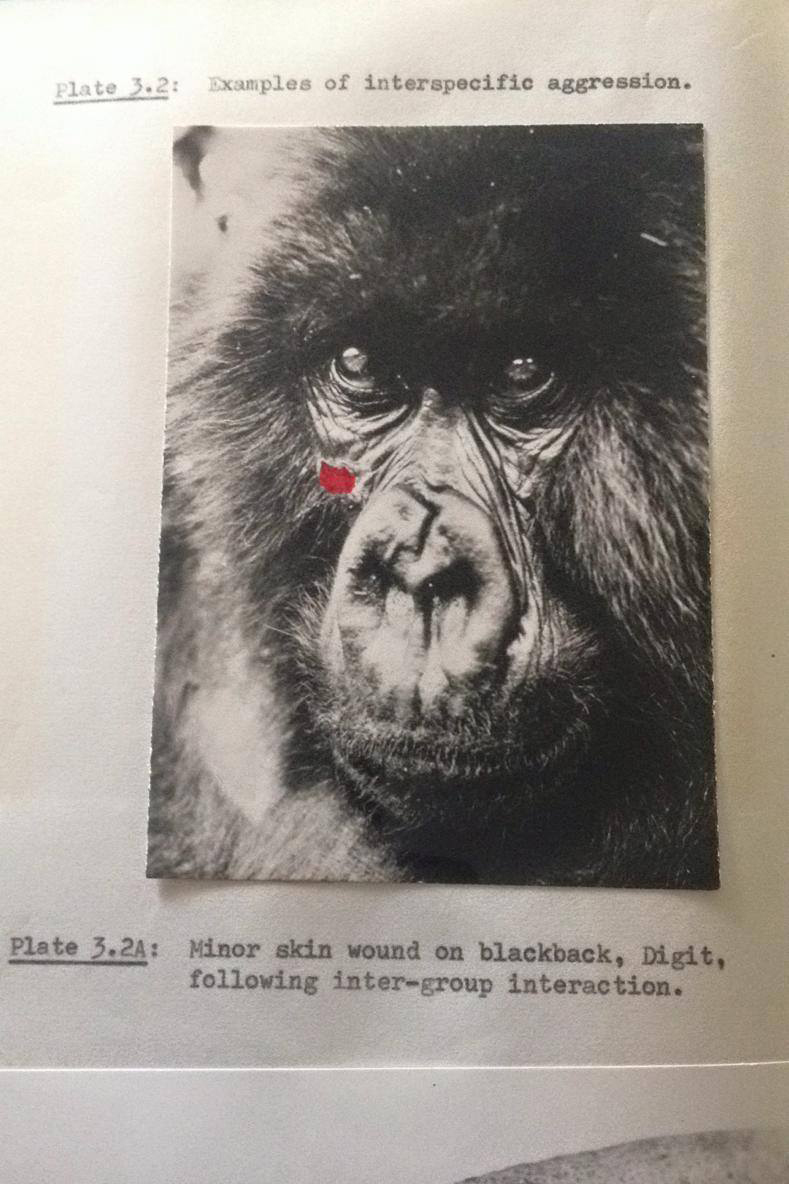 A photo of the gorilla Digit, from the PhD of Dian Fossey.