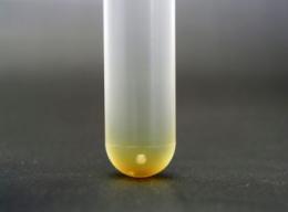 Photograph of pellet of E. coli formed after incubation at 403,367 × g and 37 °C for 60 h.