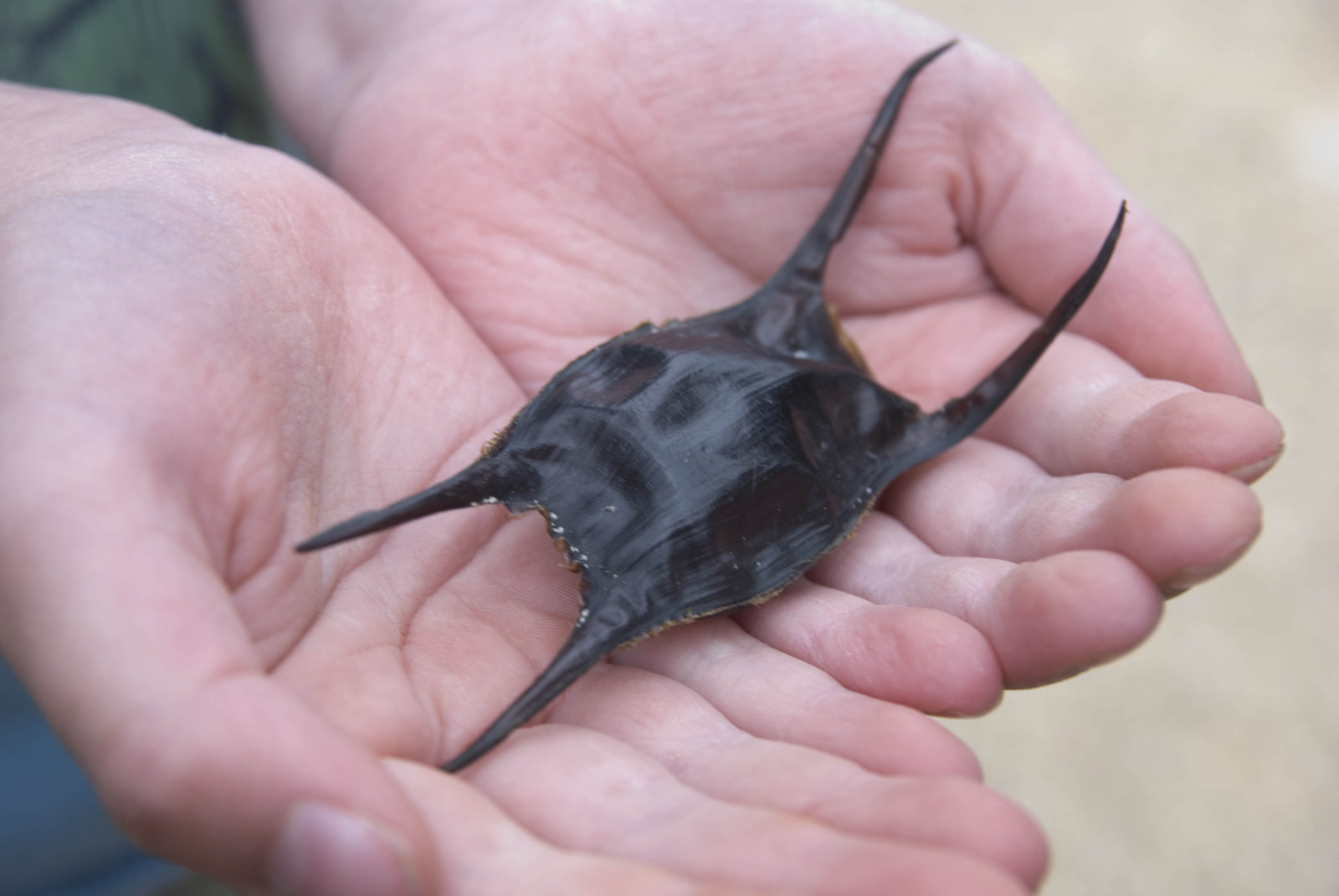 Skate egg case. (c) Helen Scales