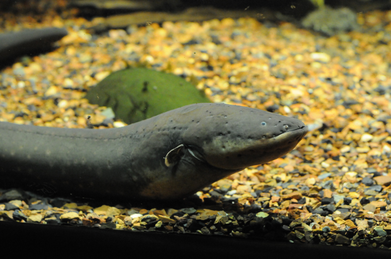 Electric eel