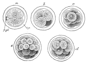 Embryogenesis
