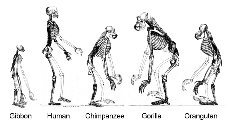 Evolution, ape skeletons. Gibbon now shown at natural size.