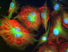 Fluorescence cells