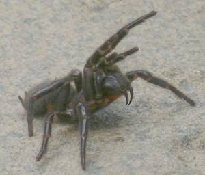 The Sydney funnel web spider (Atrax robustus)