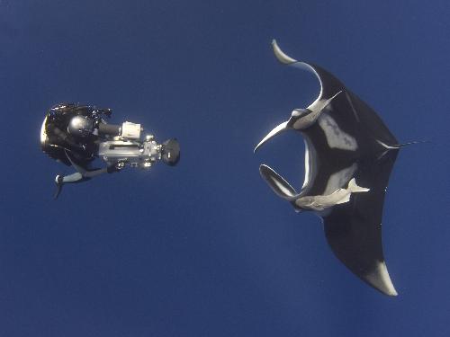 Giant manta