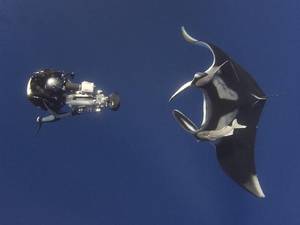 Giant manta