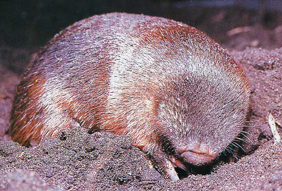 Golden Mole