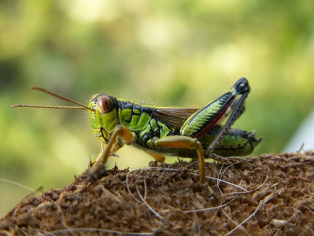 Grasshopper