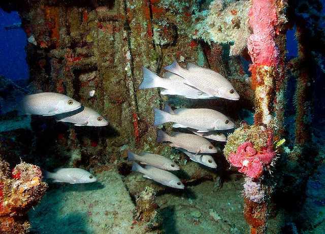 Gray Snapper