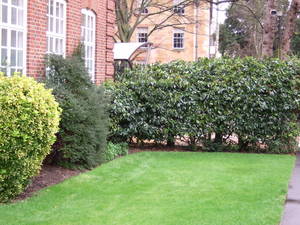 A Hedge